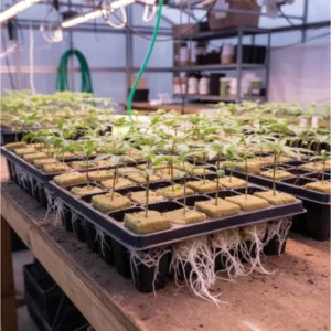 Bandeja De Germinação Clonagem Lã de Rocha - 2,5 x 2,5 x 2,5cm